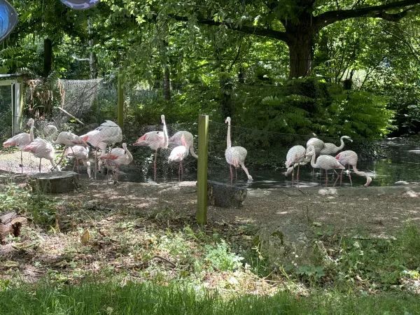 Exploring the Unique Experience at London Zoo