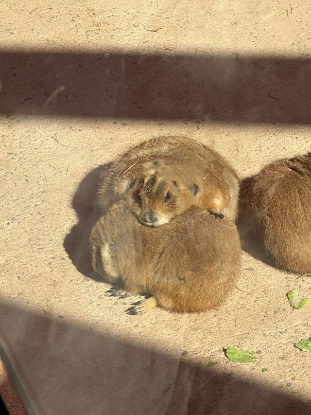 杭州野生動物園親測攻略