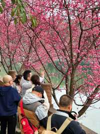 抓緊時間望江樓公園的杏梅美到心動