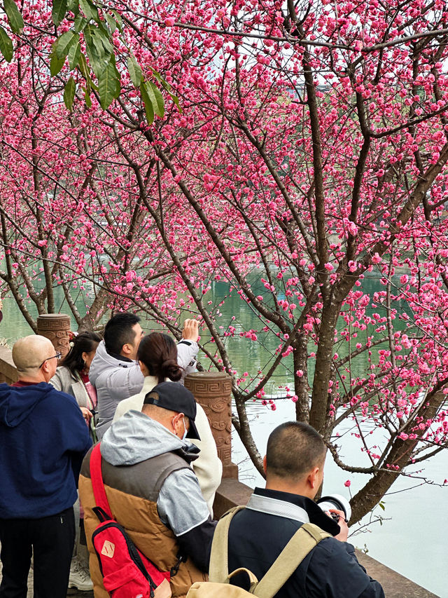 抓緊時間望江樓公園的杏梅美到心動