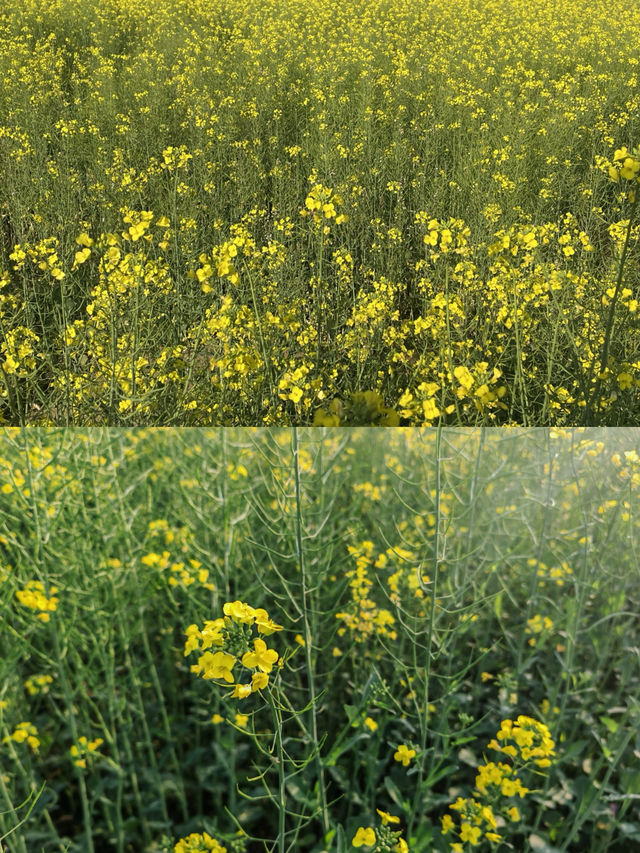 佛山三水|白坭睇百畝金燦燦油菜花田