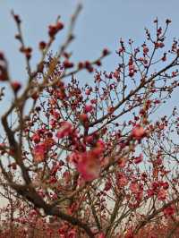 西流湖公園梅花展開幕！