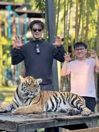 跟奶爸環球旅行 | Tiger Kingdom 