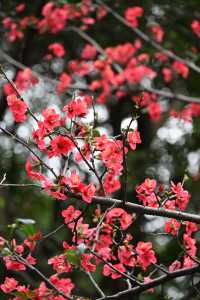 成都棠湖公園｜海棠花即將迎來最佳觀賞期！