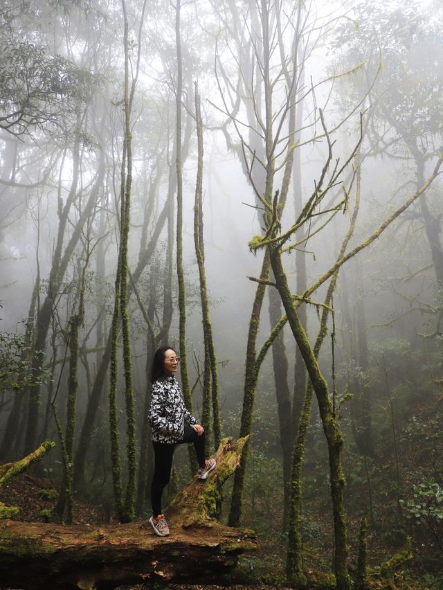 金山原始森林 • 哀牢山的綠野仙蹤又似現實版的伊甸園