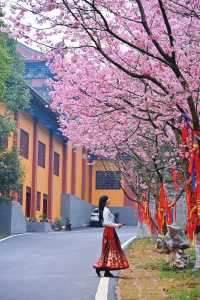 春天，相約東華禪寺清修，感受內心寧靜美好，畀身心放個假吧！