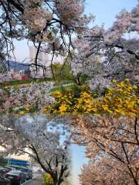 藏在忠清北道的春日限定浪漫，千萬別錯過！
