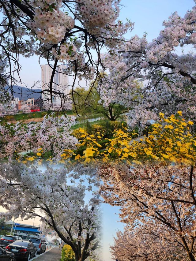 藏在忠清北道的春日限定浪漫，千萬別錯過！