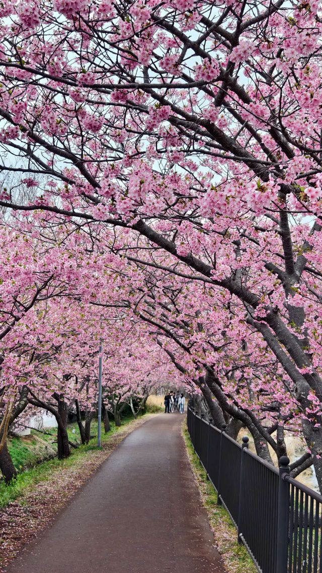 🌸今日満開の河津桜🌸