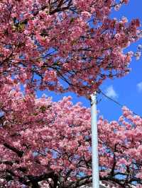河津桜の美しさに感動！