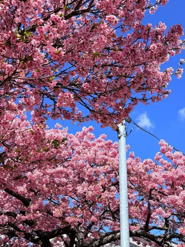 河津桜の美しさに感動！