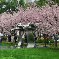 雨中櫻影 | 靜安雕塑公園限定浪漫🌸