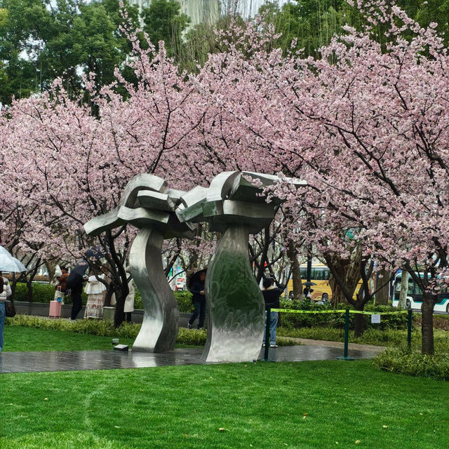 雨中櫻影 | 靜安雕塑公園限定浪漫🌸