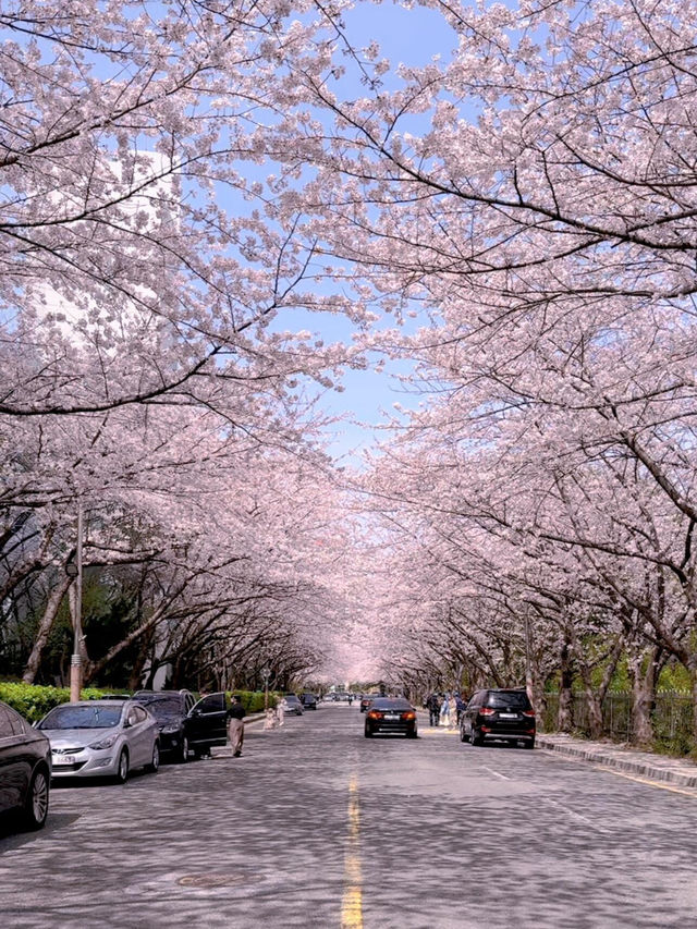 釜山櫻花推薦 人少樹多超治愈🌸