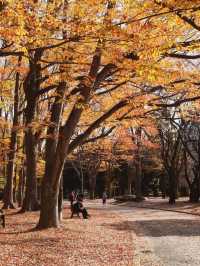 代々木公園での秋の完璧な日々を楽しむ