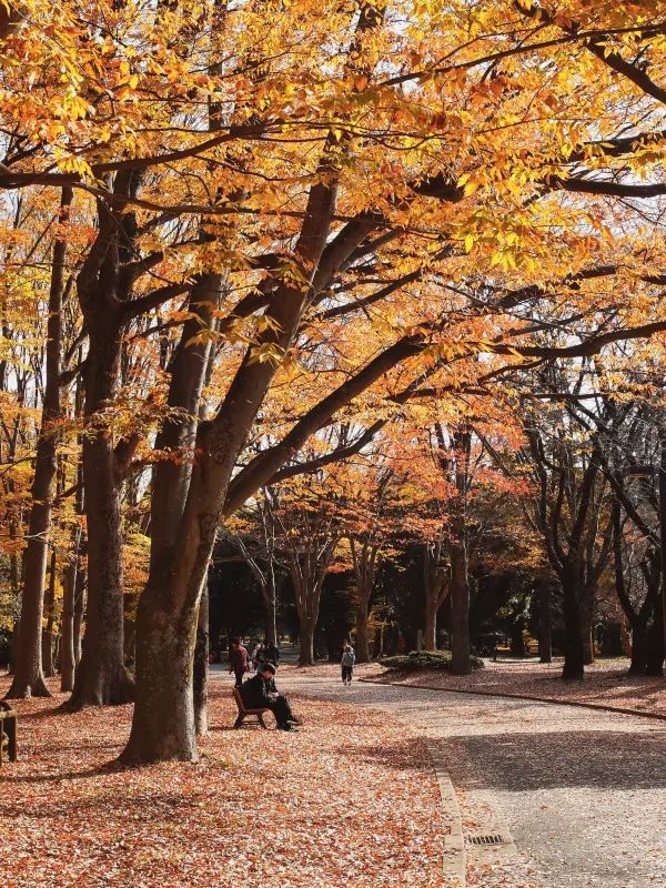 代々木公園での秋の完璧な日々を楽しむ