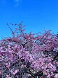 東京での桜の楽しみ方｜🌸早咲きの桜・代々木公園