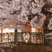 京都🌸3條此生必走的City Walk賞櫻路線