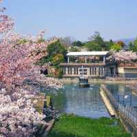 🌸京都賞櫻必去7大聖地🌸
