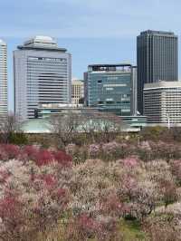 日本6日長者遊 悠閒不累超貼心