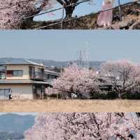 東京櫻花難民速進！171棵櫻花滿開實況🌸