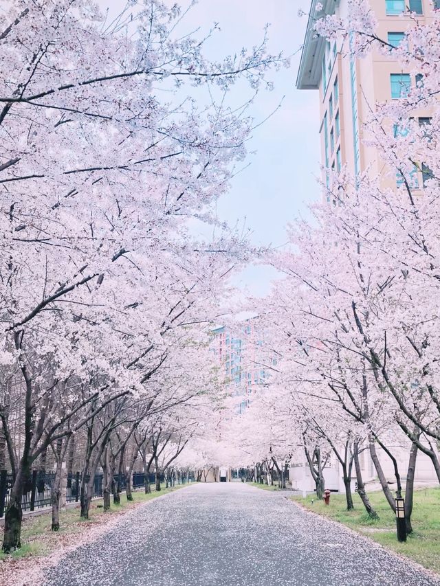 南京賞櫻保姆級攻略（附路線）