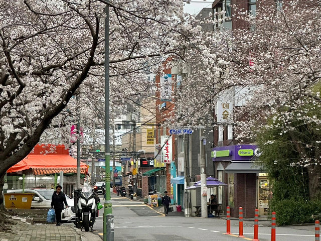 釜山櫻花季，我先替大家大飽眼福啦🌸