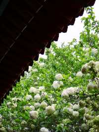 長沙烈士公園繡球花觀賞攻略4月必衝