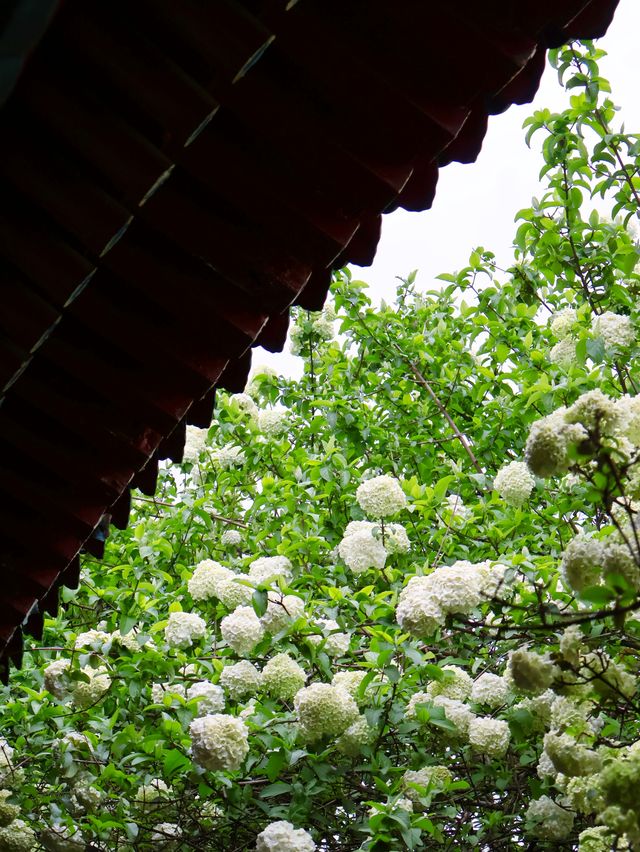 長沙烈士公園繡球花觀賞攻略4月必衝