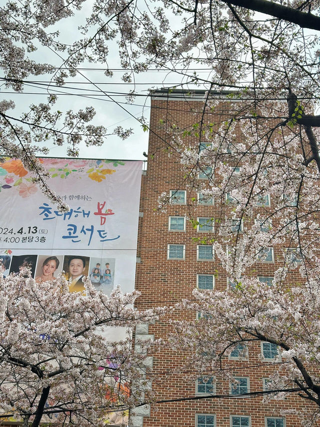 首爾櫻花雨下的美好時光🌸