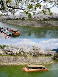 日本追櫻之旅｜京都櫻花最新情報