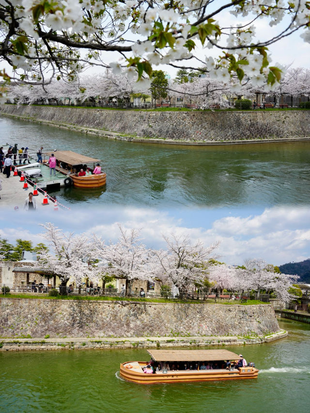 日本追櫻之旅｜京都櫻花最新情報