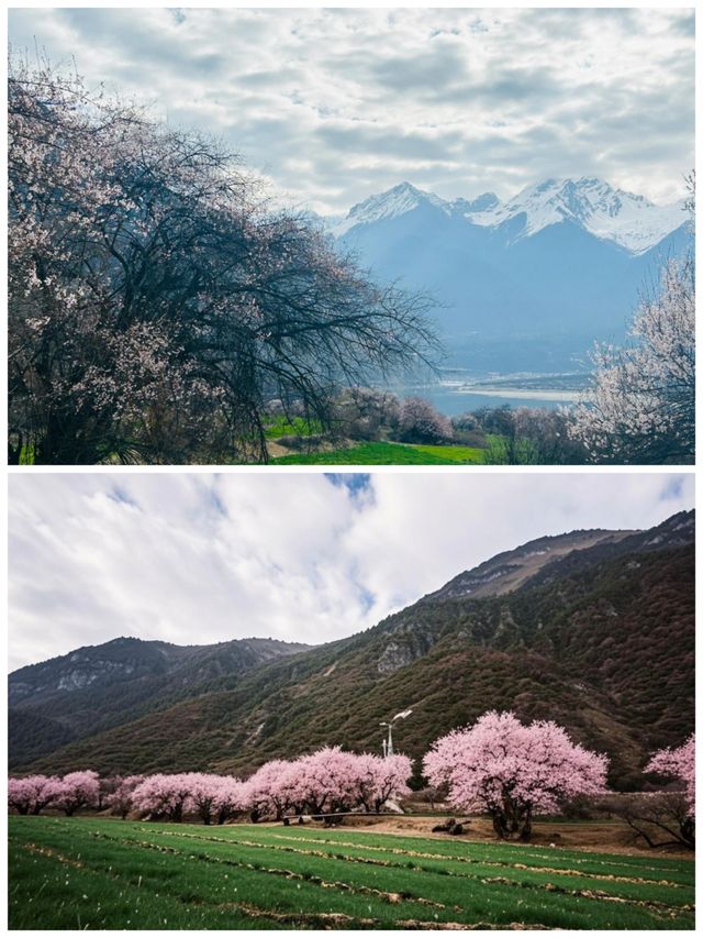林芝，藏在雪域高原的桃花源