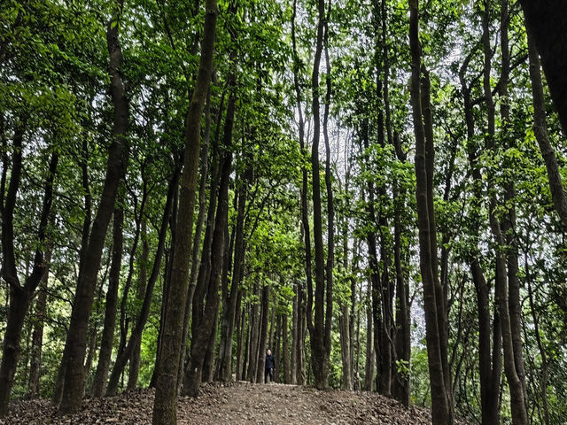 城市中的綠洲｜大頂嶺山林公園的自然體驗