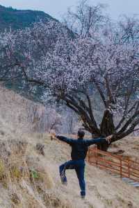 林芝桃花遊玩攻略，錯過又要等一年