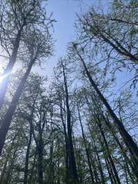 共青森林公園｜自然景觀＆休閒娛樂