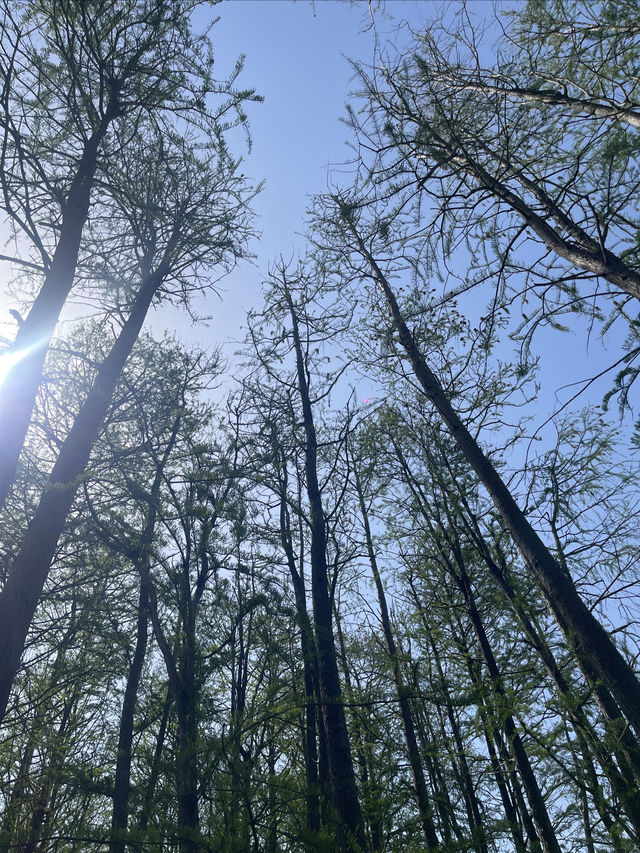 共青森林公園｜自然景觀＆休閒娛樂