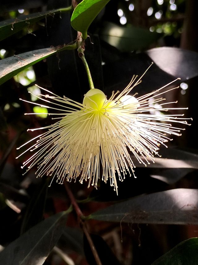 南昌珍奇植物園全攻略