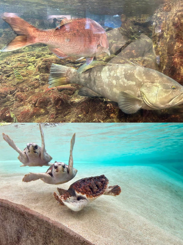 來鴨川海洋世界，展開一場奇妙的藍色之旅吧！