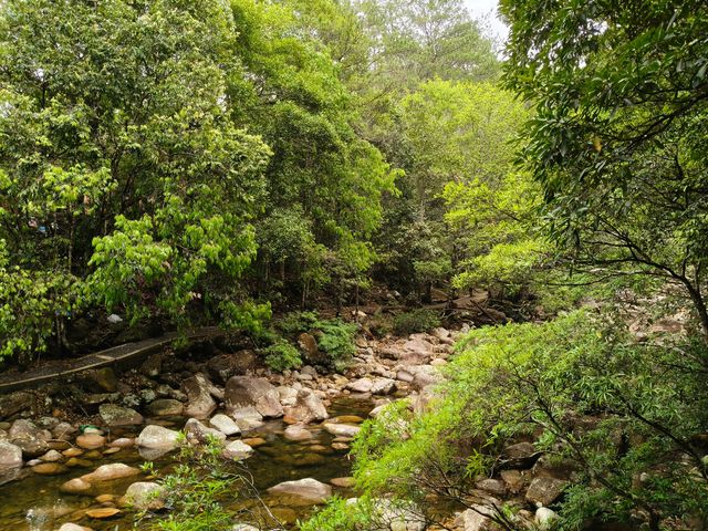 十萬大山國家森林公園