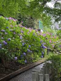 東京賞繡球花 | 多摩川台公園祕境