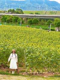 深圳的寶子們注意啦！光明歡樂田園的向日葵花海美到讓人尖叫🌻5.16新鮮熱辣實拍，金燦燦的花田直接把夏日浪漫值拉滿！