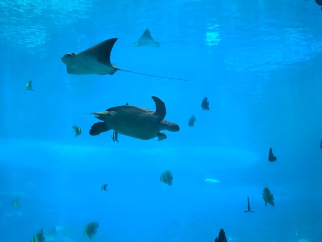 【珠海長隆海洋王國超全遊玩攻略】