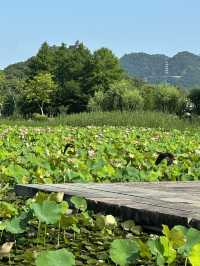 唔好再去西湖同人逼人！湘湖花海賞荷超絕攻略