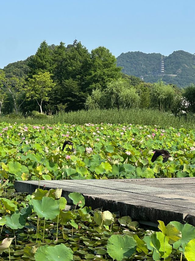 唔好再去西湖同人逼人！湘湖花海賞荷超絕攻略