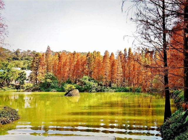 Zhaoqing Xinghu National Wetland Park: The Ultimate Backpacker's Guide To Dive Into WetLand