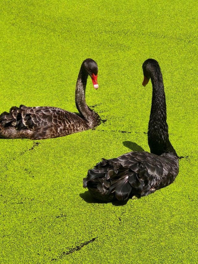 The Truth about the "Matcha Lake" in Qingshanhu