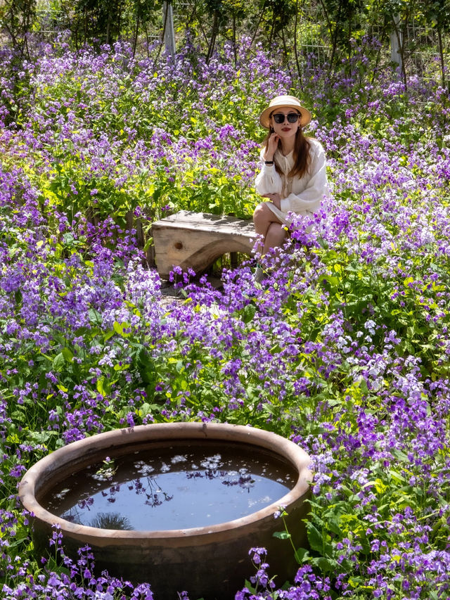 大連闖入莫奈花園！這片紫色花海美到失語～