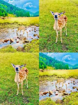 Northeast's Little Switzerland! Yichun's Fairy Tale Forest is Breathtakingly Beautiful! Come Check It Out Now!