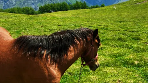 Kazbegi Adventure Guide｜Step into the Scene of Greek Mythology! — traveler post in Ananuri